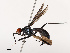  ( - CBG-B21793-A11)  @11 [ ] CreativeCommons - Attribution Share - Alike (2025) CBG Photography Group Centre for Biodiversity Genomics
