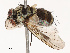  ( - CBG-B21793-G05)  @11 [ ] CreativeCommons - Attribution Share - Alike (2025) CBG Photography Group Centre for Biodiversity Genomics