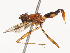  ( - CBG-B21794-E02)  @11 [ ] CreativeCommons - Attribution Share - Alike (2025) CBG Photography Group Centre for Biodiversity Genomics