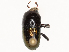  (Camptocerus noel - CBG-B22879-D04)  @11 [ ] CreativeCommons - Attribution Share - Alike (2025) CBG Photography Group Centre for Biodiversity Genomics