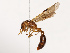  ( - CBG-B22928-A10)  @11 [ ] CreativeCommons - Attribution Share - Alike (2025) CBG Photography Group Centre for Biodiversity Genomics