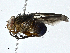 (Mesembrinella brunnipes - BIOUG99484-F10)  @11 [ ] CreativeCommons - Attribution (2023) CBG Photography Group Centre for Biodiversity Genomics