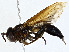  ( - CBG-A00376-A04)  @11 [ ] CreativeCommons - Attribution (2023) CBG Photography Group Centre for Biodiversity Genomics