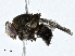 ( - CBG-A01171-C09)  @11 [ ] CreativeCommons - Attribution (2023) CBG Photography Group Centre for Biodiversity Genomics