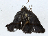  (Epitausa modesta - CBG-A01214-A08)  @11 [ ] CreativeCommons - Attribution (2023) CBG Photography Group Centre for Biodiversity Genomics