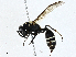  ( - CBG-A01215-A03)  @11 [ ] CreativeCommons - Attribution (2023) CBG Photography Group Centre for Biodiversity Genomics