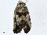  ( - CBG-A01219-B09)  @11 [ ] CreativeCommons - Attribution (2023) CBG Photography Group Centre for Biodiversity Genomics
