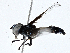  (Pelecinobaccha pilipes - CBG-A01220-A07)  @11 [ ] CreativeCommons - Attribution (2023) CBG Photography Group Centre for Biodiversity Genomics