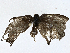  ( - CBG-A01224-E06)  @11 [ ] CreativeCommons - Attribution (2023) CBG Photography Group Centre for Biodiversity Genomics