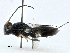  ( - CBG-A02888-G10)  @11 [ ] CreativeCommons - Attribution (2023) CBG Photography Group Centre for Biodiversity Genomics
