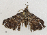  ( - CBG-A04465-A01)  @11 [ ] CreativeCommons - Attribution (2023) CBG Photography Group Centre for Biodiversity Genomics