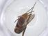  (Sabethes hadrognathus - CBG-A16285-D06)  @11 [ ] CreativeCommons - Attribution Share - Alike (2023) Centre for Biodiversity Genomics Centre for Biodiversity Genomics