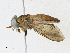  (Stypommisa glandicolor - CBG-A21596-A11)  @11 [ ] CreativeCommons - Attribution Share-Alike (2023) CBG Photography Group Centre for Biodiversity Genomics