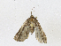 ( - CBG-A21753-A08)  @11 [ ] CreativeCommons - Attribution Share-Alike (2023) CBG Photography Group Centre for Biodiversity Genomics