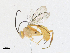 (Hyposoter Janzen17 - CBG-A21755-B03)  @11 [ ] CreativeCommons - Attribution Share-Alike (2023) CBG Photography Group Centre for Biodiversity Genomics