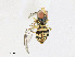  ( - CBG-A23402-F04)  @11 [ ] CreativeCommons - Attribution Share - Alike (2023) CBG Photography Group Centre for Biodiversity Genomics
