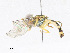  ( - CBG-A24215-H04)  @11 [ ] CreativeCommons - Attribution Share - Alike (2023) CBG Photography Group Centre for Biodiversity Genomics