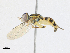  ( - CBG-A24253-B03)  @11 [ ] CreativeCommons - Attribution Share-Alike (2024) CBG Photography Group Centre for Biodiversity Genomics