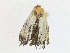  (Carteris incana - CBG-A27514-B02)  @11 [ ] CreativeCommons - Attribution Share-Alike (2024) CBG Photography Group Centre for Biodiversity Genomics