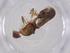  (Syringogaster apiculata - CBG-A37970-C08)  @11 [ ] CreativeCommons - Attribution Share - Alike (2024) Centre for Biodiversity Genomics Centre for Biodiversity Genomics