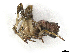  ( - CBG-A45234-H03)  @11 [ ] CreativeCommons - Attribution Share-Alike (2024) CBG Photography Group Centre for Biodiversity Genomics
