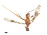  (Grallipeza gracilis - CBG-A48530-D09)  @11 [ ] CreativeCommons - Attribution Share - Alike (2024) CBG Photography Group Centre for Biodiversity Genomics