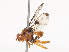  ( - CBG-A48610-D01)  @11 [ ] CreativeCommons - Attribution Share - Alike (2024) CBG Photography Group Centre for Biodiversity Genomics