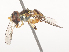  ( - CBG-A48615-B11)  @11 [ ] CreativeCommons - Attribution Share - Alike (2024) CBG Photography Group Centre for Biodiversity Genomics