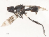  ( - CBG-A51055-H11)  @11 [ ] CreativeCommons - Attribution Share - Alike (2024) CBG Photography Group Centre for Biodiversity Genomics