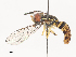  ( - CBG-A51059-D01)  @11 [ ] CreativeCommons - Attribution Share - Alike (2024) CBG Photography Group Centre for Biodiversity Genomics