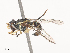  ( - CBG-A51073-G04)  @11 [ ] CreativeCommons - Attribution Share - Alike (2024) CBG Photography Group Centre for Biodiversity Genomics
