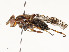  (Rhinotora - CBG-A59508-G03)  @11 [ ] CreativeCommons - Attribution Share - Alike (2025) CBG Photography Group Centre for Biodiversity Genomics