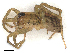  (Lycosinae - CBG-A59545-F12)  @11 [ ] CreativeCommons - Attribution Share - Alike (2025) CBG Photography Group Centre for Biodiversity Genomics
