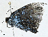  (Caeruleuptychia aegrota - CBG-A00336-E03)  @11 [ ] CreativeCommons - Attribution (2023) CBG Photography Group Centre for Biodiversity Genomics