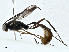  ( - CBG-A00337-F12)  @11 [ ] CreativeCommons - Attribution (2023) CBG Photography Group Centre for Biodiversity Genomics