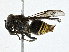  (Brachygastra mouleae - CBG-A00379-D02)  @11 [ ] CreativeCommons - Attribution (2023) CBG Photography Group Centre for Biodiversity Genomics