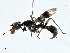  ( - CBG-A00383-E09)  @11 [ ] CreativeCommons - Attribution (2023) CBG Photography Group Centre for Biodiversity Genomics