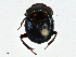  ( - CBG-A01209-F01)  @11 [ ] CreativeCommons - Attribution (2023) CBG Photography Group Centre for Biodiversity Genomics
