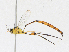  (Eiphosoma Janzen49 - CBG-A21668-A09)  @11 [ ] CreativeCommons - Attribution Share-Alike (2023) CBG Photography Group Centre for Biodiversity Genomics