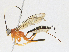 (Polycyrtus sp. BFS-2018 - CBG-A21739-E04)  @11 [ ] CreativeCommons - Attribution Share-Alike (2023) CBG Photography Group Centre for Biodiversity Genomics