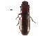  ( - CCDB-24288-B06)  @11 [ ] CreativeCommons - Attribution (2015) CBG Photography Group Centre for Biodiversity Genomics