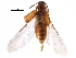  ( - CCDB-24288-F12)  @11 [ ] CreativeCommons - Attribution (2015) CBG Photography Group Centre for Biodiversity Genomics