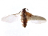  ( - CCDB-24288-G01)  @11 [ ] CreativeCommons - Attribution (2015) CBG Photography Group Centre for Biodiversity Genomics