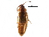  ( - CCDB-24288-G03)  @11 [ ] CreativeCommons - Attribution (2015) CBG Photography Group Centre for Biodiversity Genomics