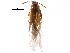  ( - CCDB-24288-G04)  @11 [ ] CreativeCommons - Attribution (2015) CBG Photography Group Centre for Biodiversity Genomics