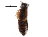  (Subhaida - CCDB-24288-G12)  @11 [ ] CreativeCommons - Attribution (2015) CBG Photography Group Centre for Biodiversity Genomics