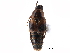  ( - CCDB-24289-A07)  @11 [ ] CreativeCommons - Attribution (2015) CBG Photography Group Centre for Biodiversity Genomics