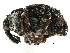  ( - CCDB-28928-G04)  @11 [ ] CreativeCommons - Attribution (2015) CBG Photography Group Centre for Biodiversity Genomics