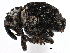  ( - CCDB-28928-G06)  @11 [ ] CreativeCommons - Attribution (2015) CBG Photography Group Centre for Biodiversity Genomics