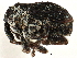  ( - CCDB-28928-G08)  @11 [ ] CreativeCommons - Attribution (2015) CBG Photography Group Centre for Biodiversity Genomics